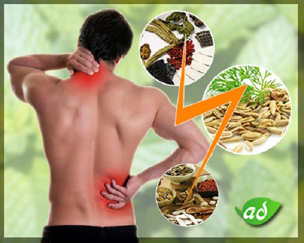 Chữa thoát vị đĩa đệm bằng thuốc nam